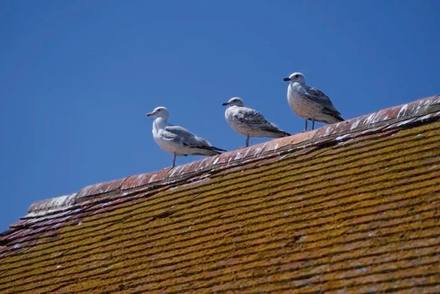 Waiting for a meal sat atop an aged roof.
