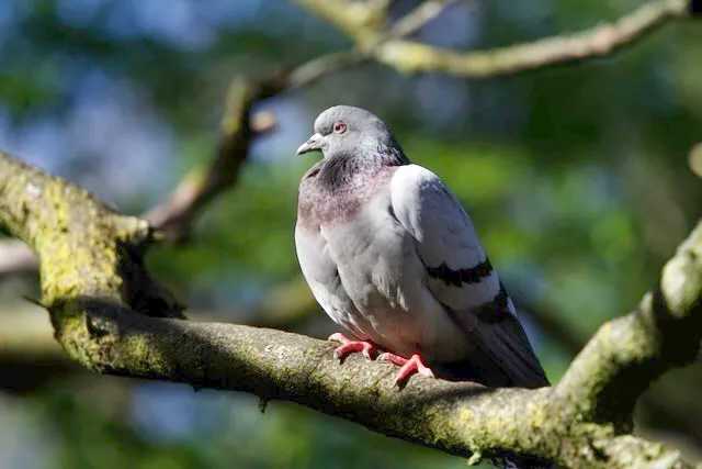 With a zoom lens you can begin to make out the impressive colours and complex shapes that cover pigeons. What Central London does to them hints at the problems made concrete by our cities.