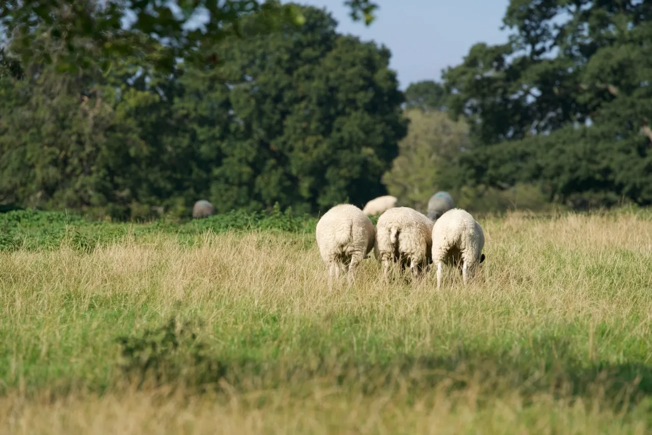 Three sheep share a grassy moment.